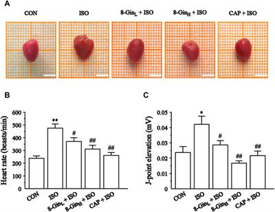 8-Gingerol Ameliorates Myocardial Fibrosis by Attenuating Reactive Oxygen Species, Apoptosis, and Autophagy via the PI3K/Akt/mTOR Signaling Pathway